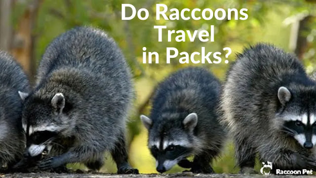 do raccoons travel in packs